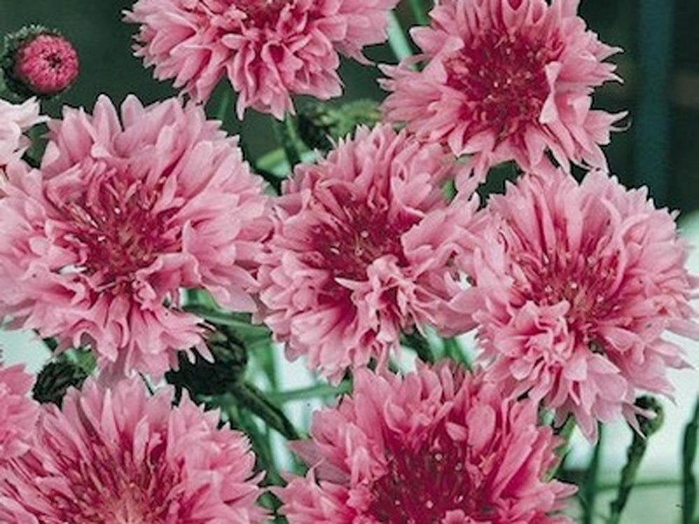 Bachelor Button, Tall Pink Seeds, Organic Seeds, Beautiful Bright Blooms,