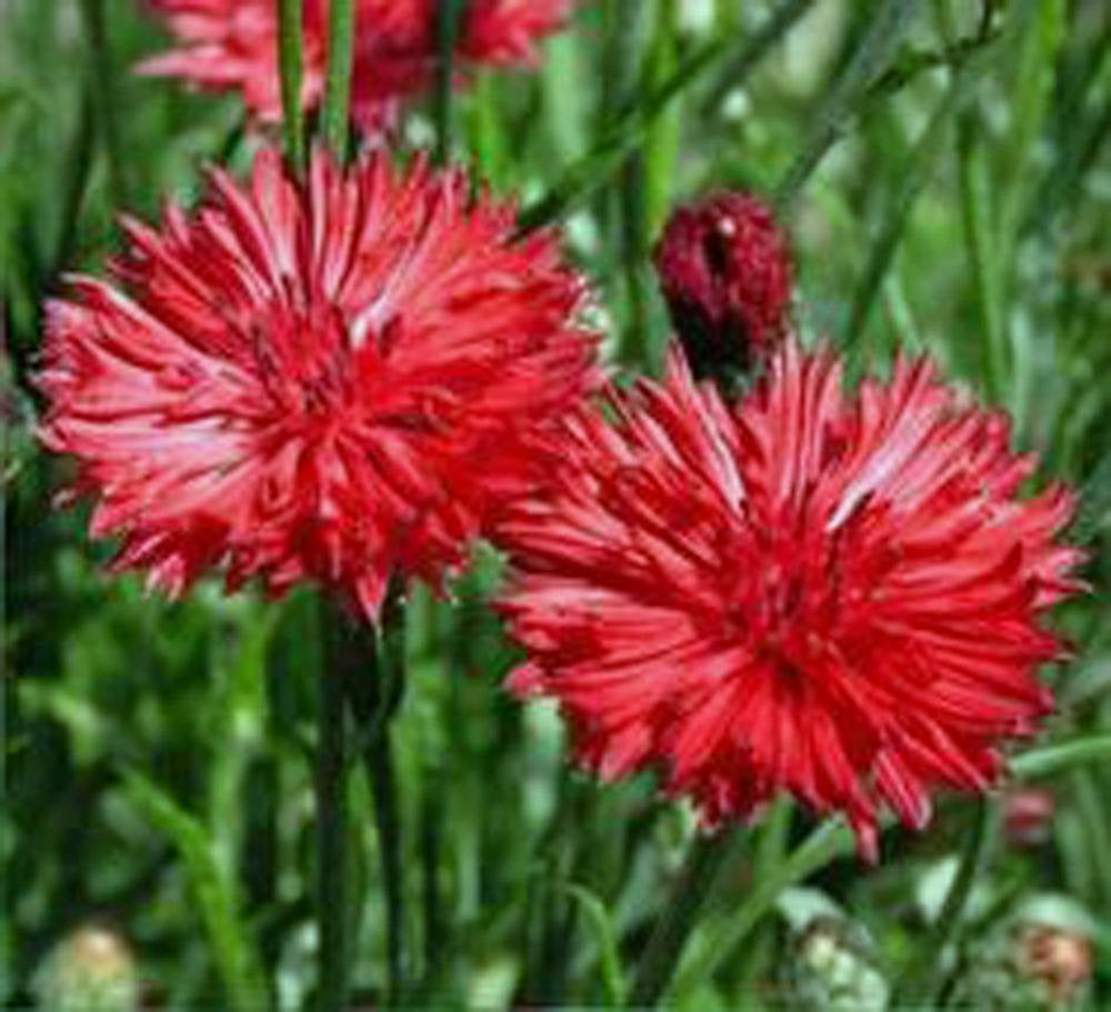 Bachelor Button, Tall Red Seeds, Organic Seeds, Beautiful Bright Blooms,