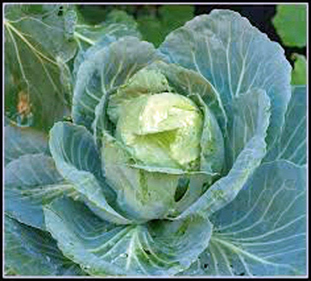Cabbage Seed, Golden Acre, Heirloom, Organic, NON GMO Seeds, Tasty Healthy Veggie