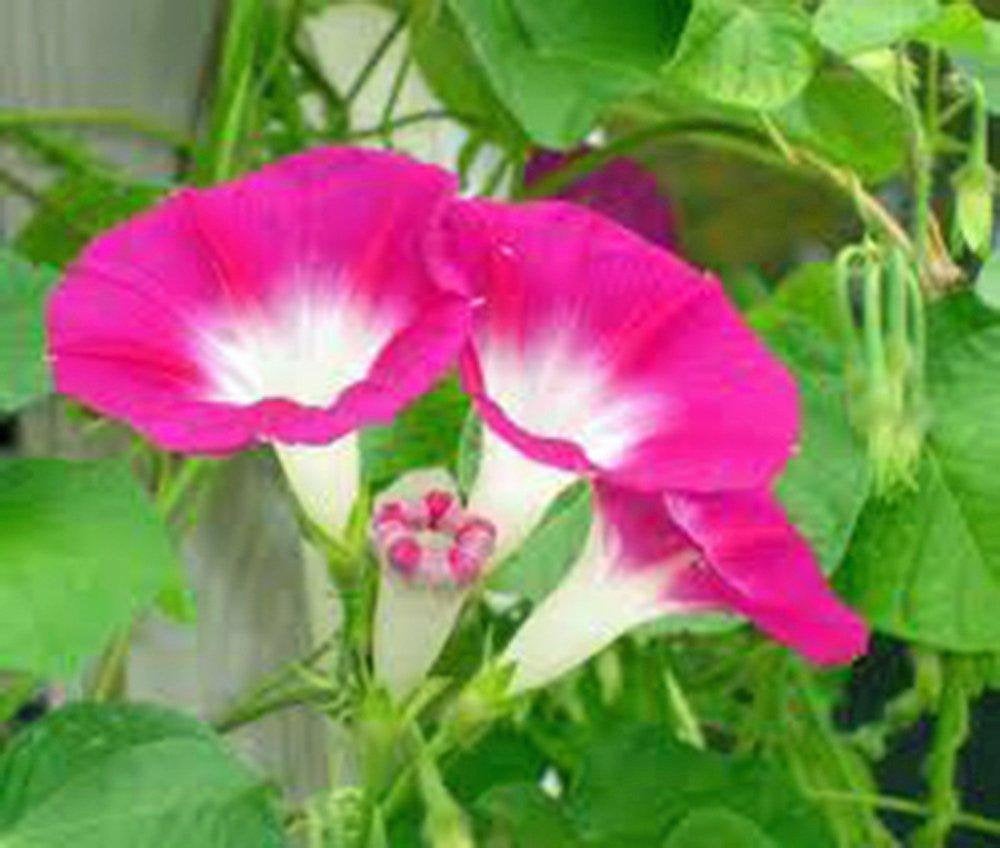 organic morning glory seeds Candy Pink Morning Glory Seeds Organic, Beautiful Season Long Blooms