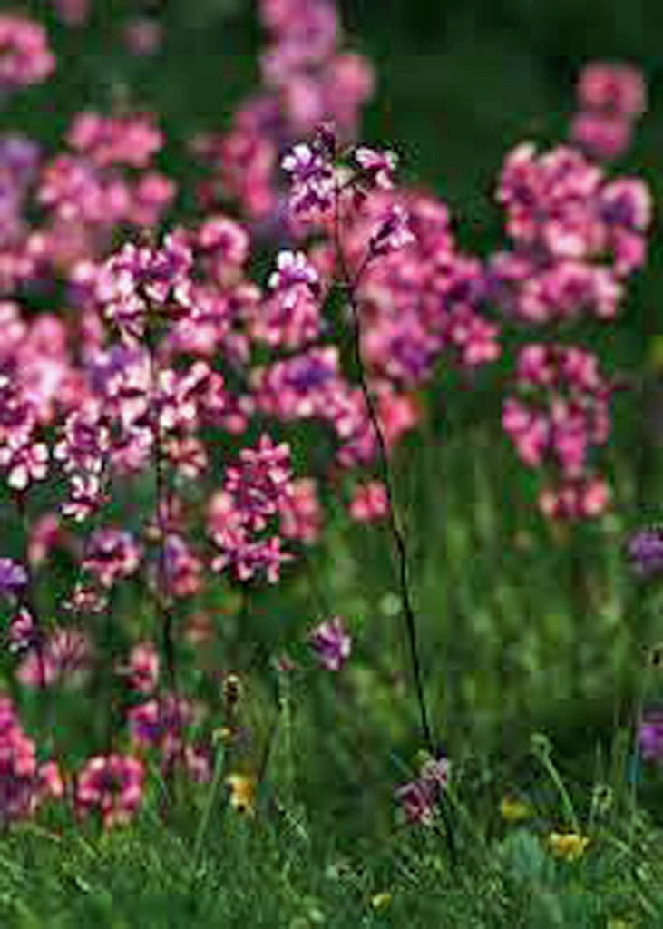 catchfly flower seeds Catchfly Flower Seeds, Beautiful, Crimson-rose/Pink Blooms