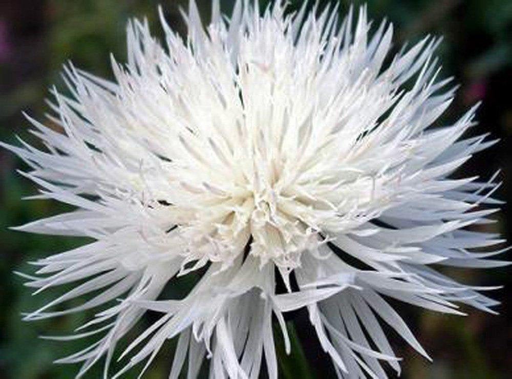 Bachelor Button Seeds, Tall White Seeds, Organic, seeds, Beautiful White colored Blooms.