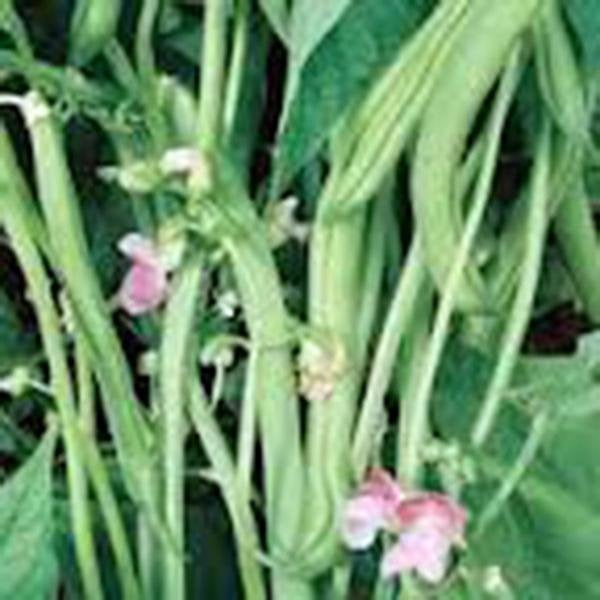 Bean Seed , Provider Bush, Heirloom, Organic, Non Gmo Seeds, Great Tasting Fresh Or Cooked