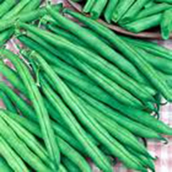 Bean Seed , Tendergreen Bush, Heirloom, Organic, Non Gmo Seeds, Great Tasting And Healthy