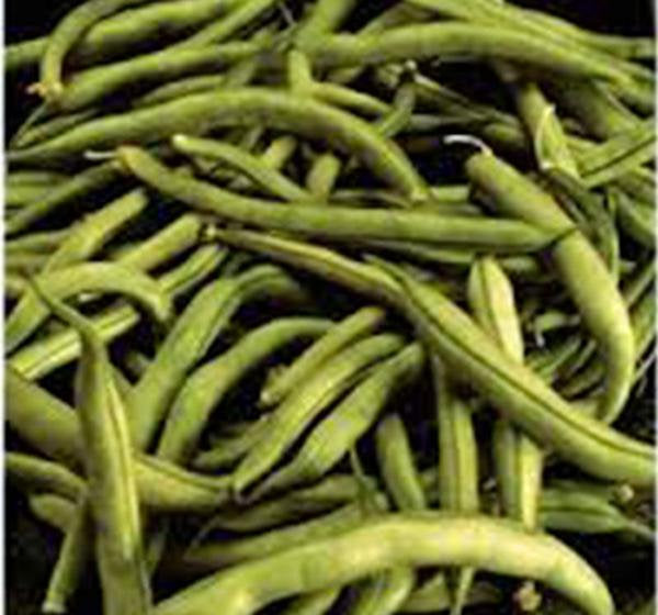 Bean, Commodore Bush, Heirloom, Organic, Non Gmo Seeds, Great Tasting Fresh Or Cooked