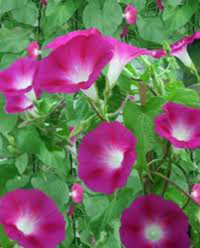 Candy Pink Morning Glory Seeds Organic, Beautiful Season Long Blooms