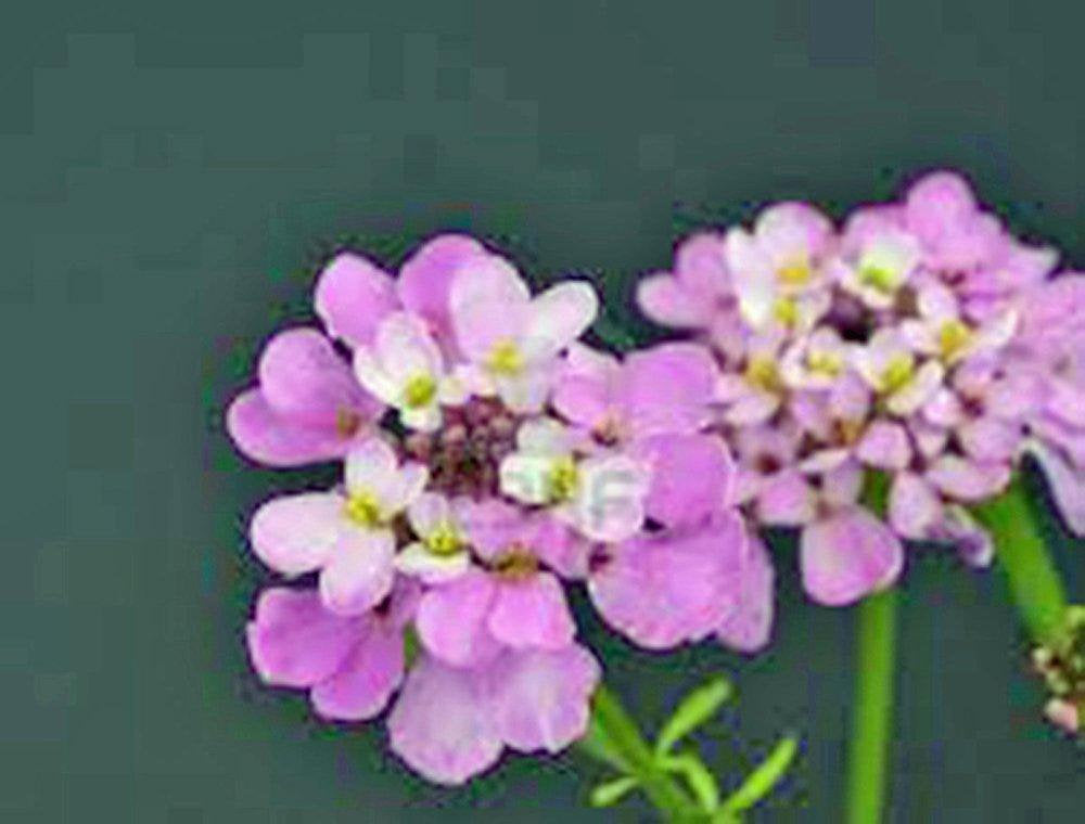 Candytuft, Tall Mix Seeds, 100 seeds,beautiful Pink, Lavender, White Flowers