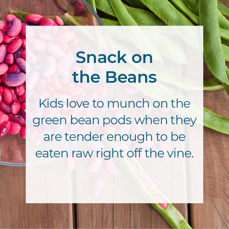 Healthy snack - eat the green bean pods when they are tender on the vine