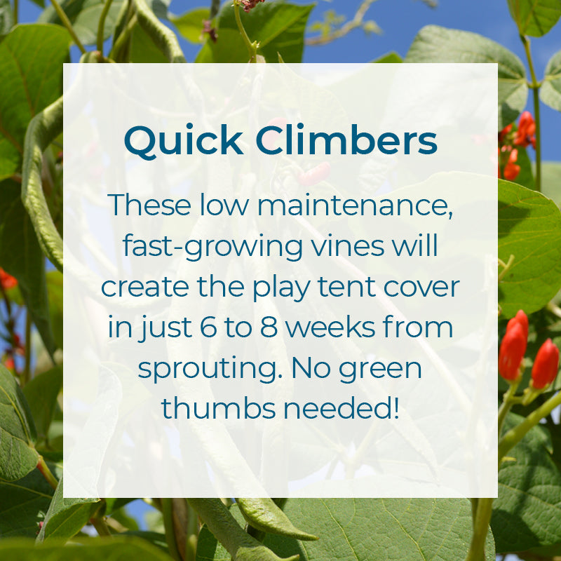 Quick Climbers. Low maintenance fast growing vines create a play tent cover in weeks