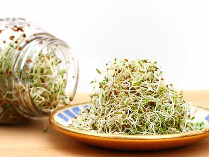 Alfalfa Sprout Seed - Heirloom