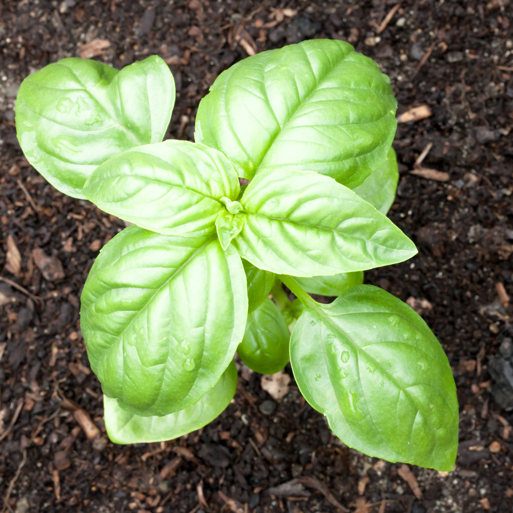 BASIL SEEDS , SWEET GENOVESE, ORGANIC , NON GMO SEEDS, GREAT ALL AROUND BASIL, MAKES EXCELLENT PESTO
