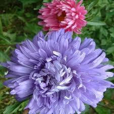 ASTER seeds , GIANTS of california seeds organic, beautiful vivid bright blooms