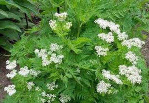 Anise, Herb  Seeds, Organic, NON GMO  Smells Great, Tastes Great