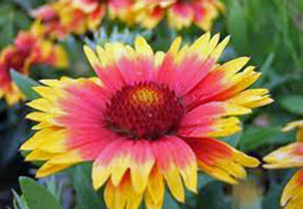 Arizona Sun Gaillardia , Seeds Organic, Beautiful Bright Large Cut Flower