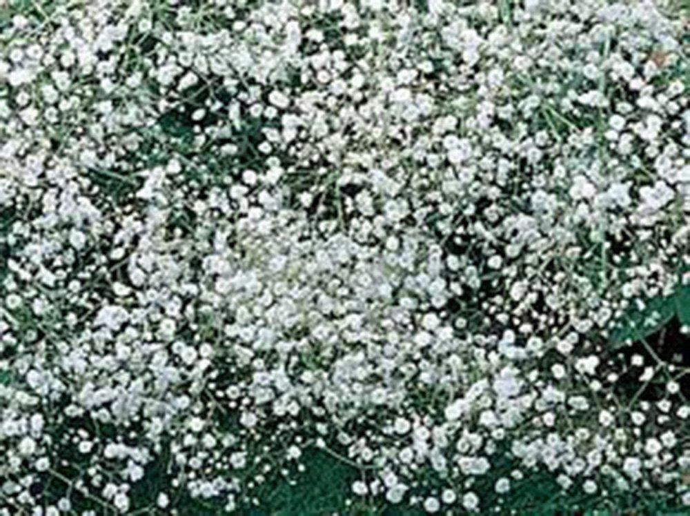 Baby&#39;s Breath Seeds Organic Newly Harvested, Beautiful Snow Like Blooms