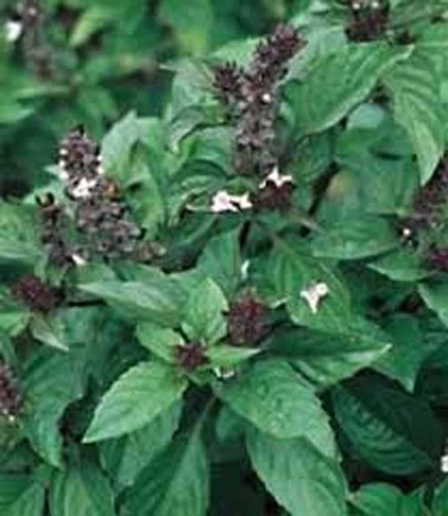 Basil , Cinnamon, Organic, NON GMO, seeds , has a spicy, fragrant aroma and flavor
