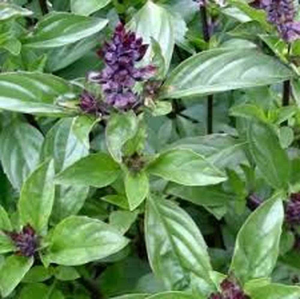 Basil , Cinnamon, Organic, NON GMO, seeds , has a spicy, fragrant aroma and flavor