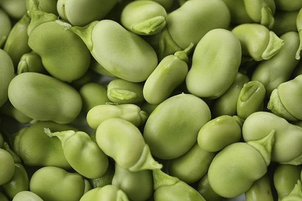 Bean Seed , Fava Windsor Bush, Heirloom, Organic, Non Gmo Seeds, Tasty, Buttery N Healthy