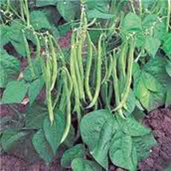 Bean Seed , Tendergreen Bush, Heirloom, Organic, Non Gmo Seeds, Great Tasting And Healthy