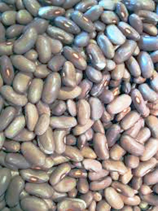 Bean Seeds , Kentucky Wonder Pole Green Bean, Heirloom, Organic, Non Gmo Seeds, Classic Bean