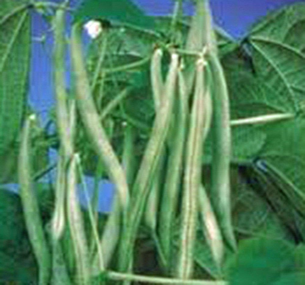Bean Seeds, Bean Mix Garden Collection, Heirloom, Organic, NON-GMO Seeds, 4 Top Varieties