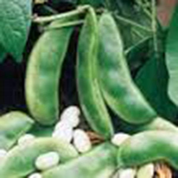Bean Seeds, Henderson Lima Bush, Heirloom, Organic, Non Gmo Seeds, Tasty, Buttery & Healthy