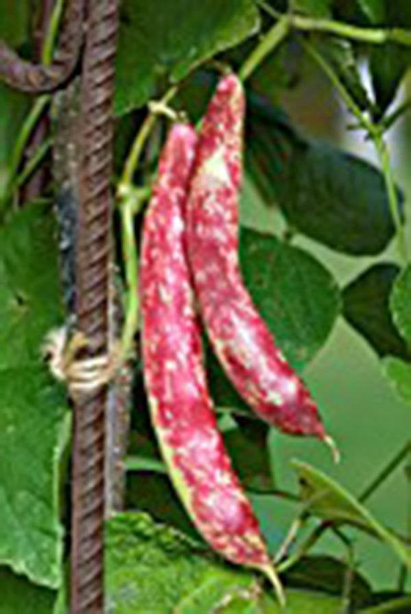 Bean Seeds, Taylor Dwarf Hort. Bush , Heirloom, Organic, Non Gmo Seeds, Colorful N Tasty