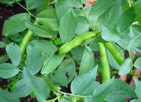 Bean, Fordhook Lima Bush,heirloom, Organic, Non Gmo Seeds, Great Nutty &  Buttery Taste