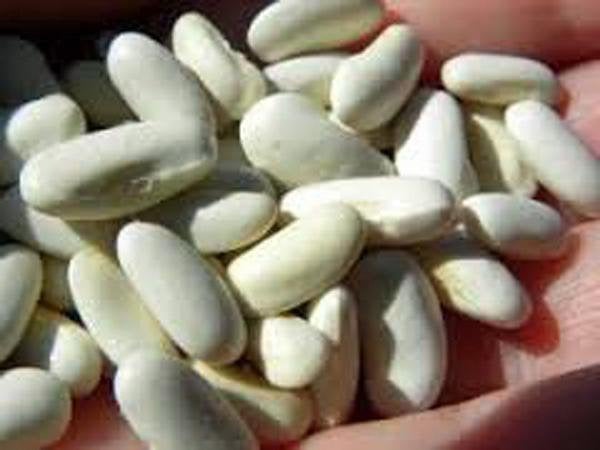 Bean,seeds ,  Blue Lake Green Bean, Heirloom, Organic, Non Gmo Seeds, A Terrific Bean