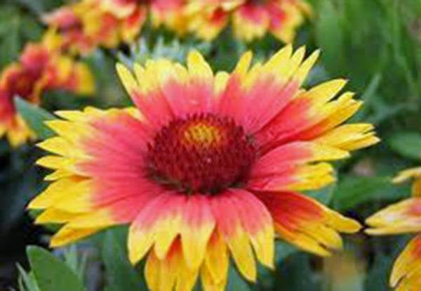 Blanket Flower, Arizona Sun Seeds Organic, Beautiful Bright Large Blooms