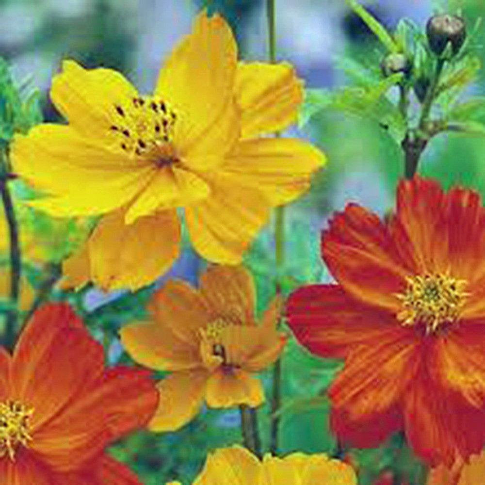 Bright Lights Cosmos Seeds Organic Newly Harvested, Beautiful Bright Flower