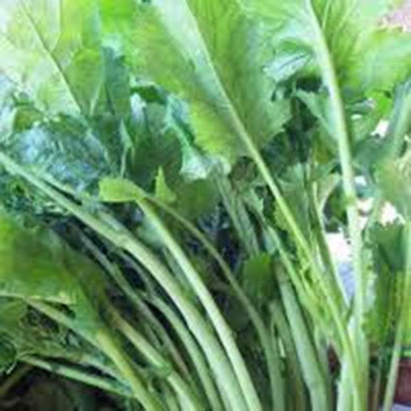 Broccoli Raab, Rapini, Heirloom, Organic, Non Gmo Seeds, Delicious A Culinary Delight