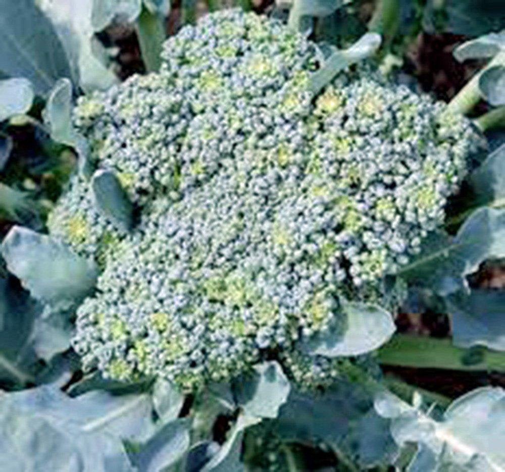 Broccoli Seed, Green Sprouting Calabrese, Heirloom, Organic, NON GMO Seeds, a Garden Delight, Broccoli Seeds