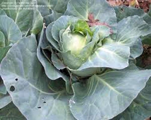Cabbage, Charleston Wakefield, Heirloom, Organic , Non Gmo Seeds, Tasty Healthy Veggie
