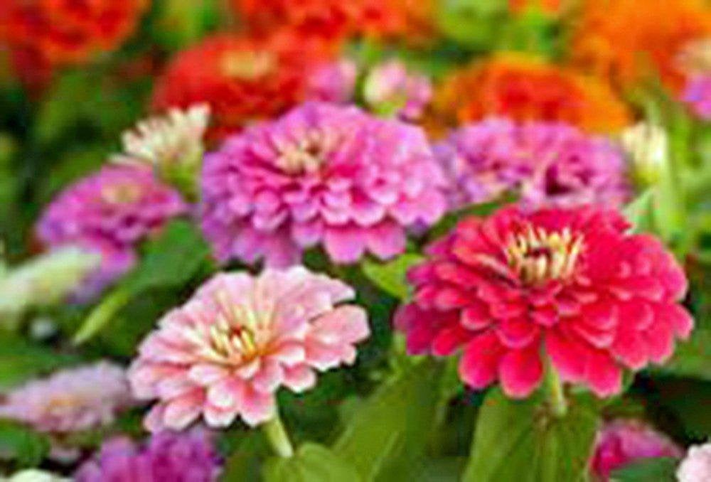 California Giant Zinnia Flower seeds Seeds Organic, Beautiful Bright Crisp Colors