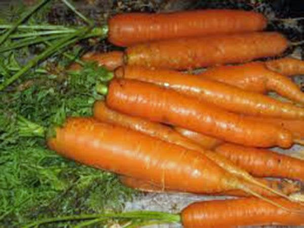 Carrots, Little Finger, Heirloom, Organic Non Gmo Seeds, Delicious Carrot