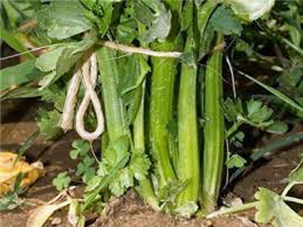 Celery Seed, Tendercrisp, NON GMO Seeds, Heirloom, Organic, Great for Gardening