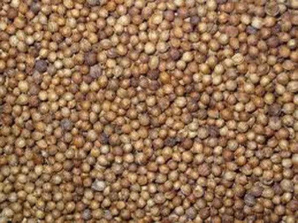 Cilantro, Slow Bolt, Heirloom, Organic , Non Gmo Seeds, Great Fresh Or Dried Herb