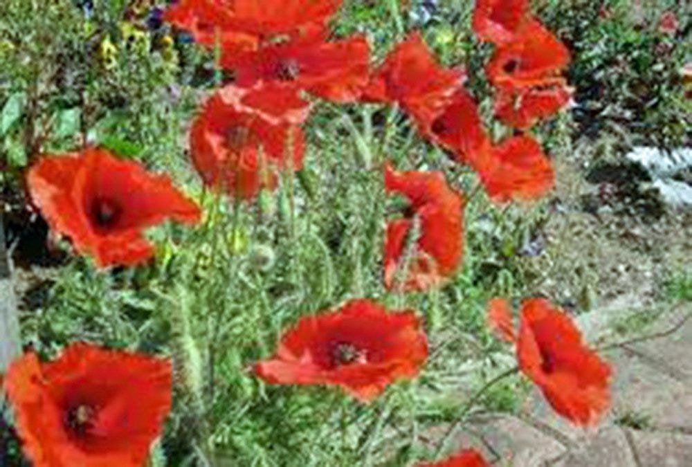 Corn Poppy Seeds  Flower Seeds Organic, Brilliant Red Flower, Beautiful Red Blooms