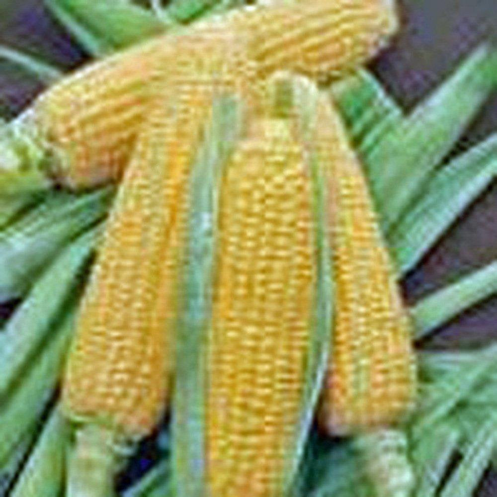 Corn Seeds, Golden Bantam, Heirloom, Non-gmo, Organic , Delicious And Sweet Veggie