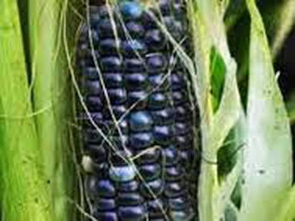 Corn, Blue Hopi,  Heirloom, Organic, Non- Gmo Seeds, Great For Making Blue Corn Flour