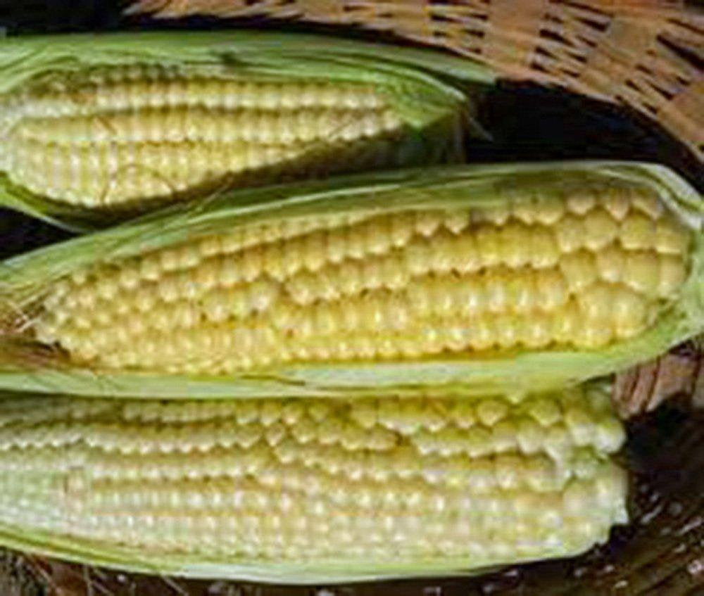 Corn Seed Garden Collection, Non GMO, Heirloom, Organic Seeds, 6 Top Varieties