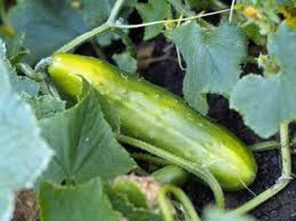 Cucumber, , Long Green Improved, Heirloom, Organic , Non-gmo  Seeds, Great For Salads