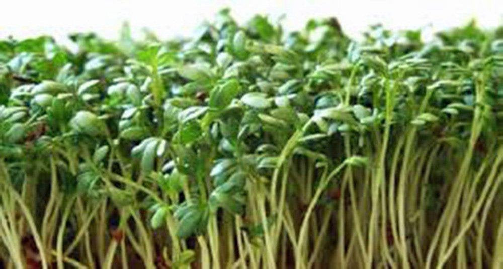 Curled Cress Seed, Sprouts, Heirloom, Organic NON-GMO, Seeds, Broadleaf, Micro Greens