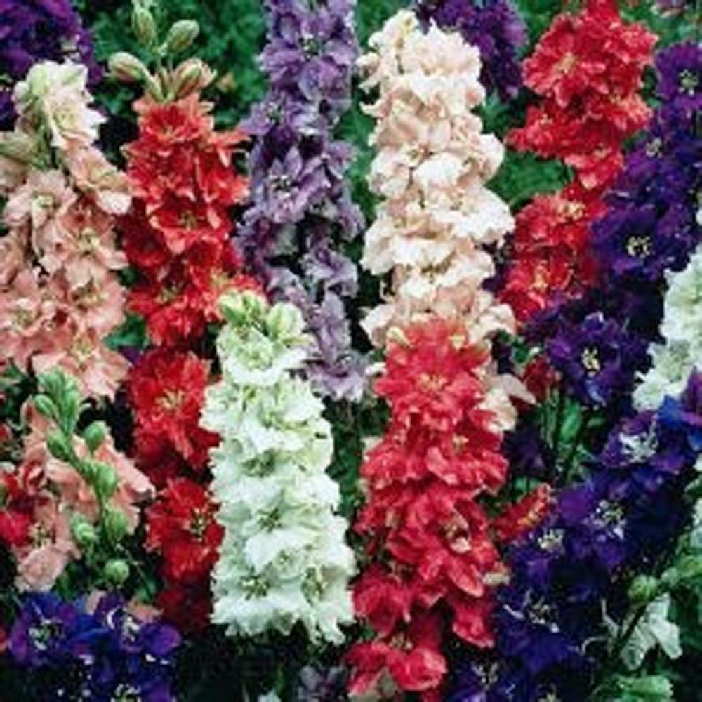 Delphinium Seed, Seeds, Giant Imperial Mix, Organic, Striking Mixed Colors