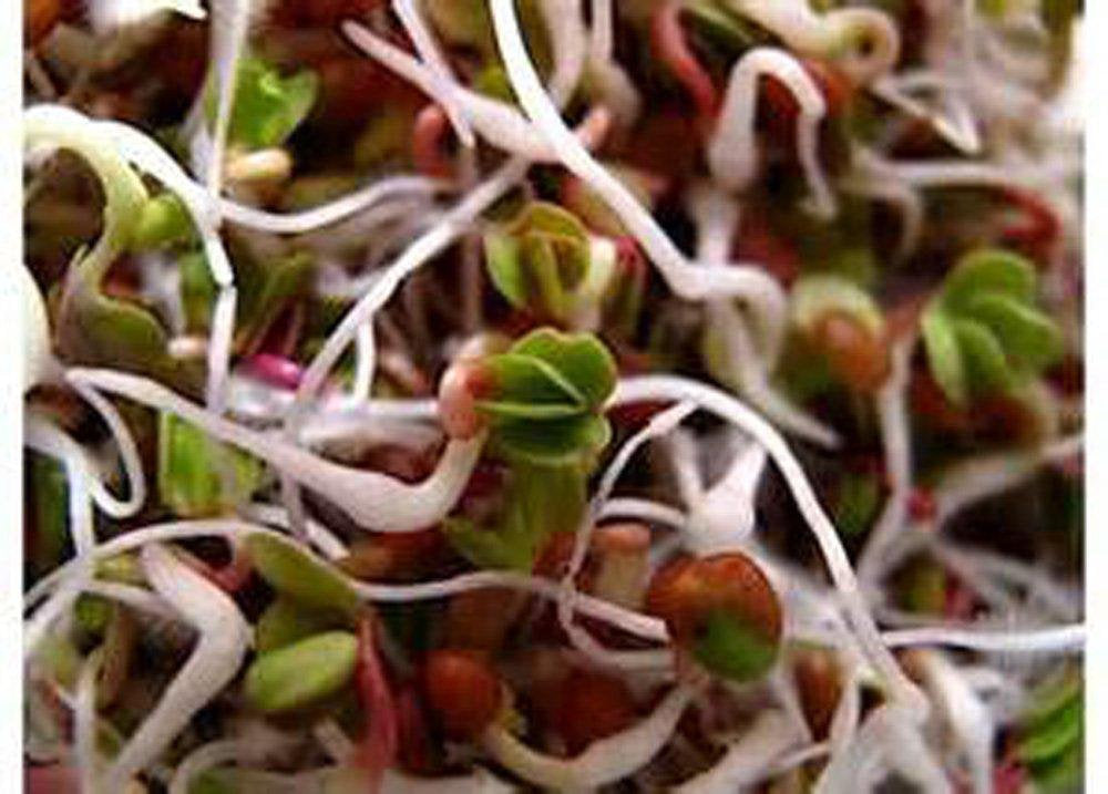 Daikon Radish, Microgreen, Sprouting, Organic Seed, NON GMO - Country Creek LLC Brand - High Sprout Germination- Edible Seeds, Gardening, Hy