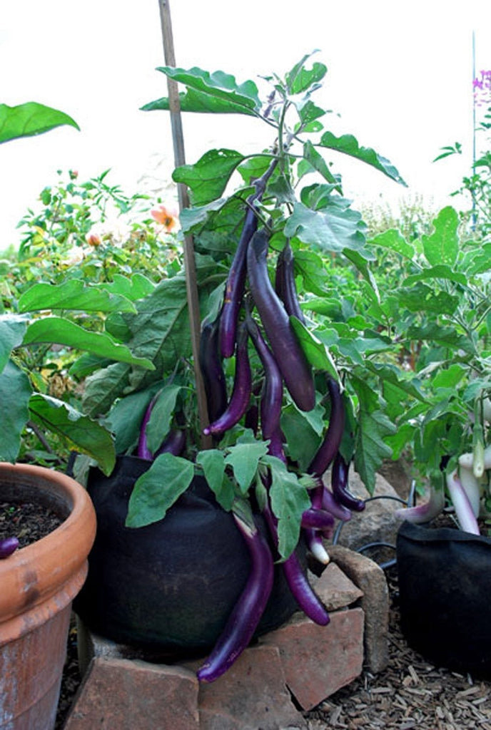 Eggplant Seeds , Long Purple Eggplant seeds, Heirloom, Organic, NON-GMO seeds,