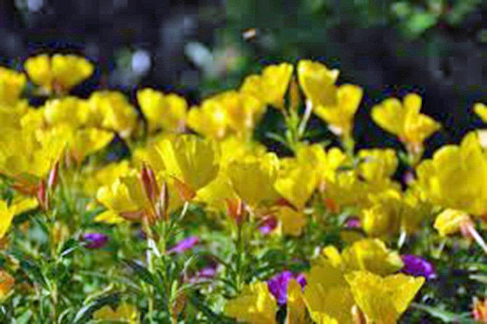 Evening Primrose Seeds Organic Newly Harvested, Beautiful Yellow Flowers