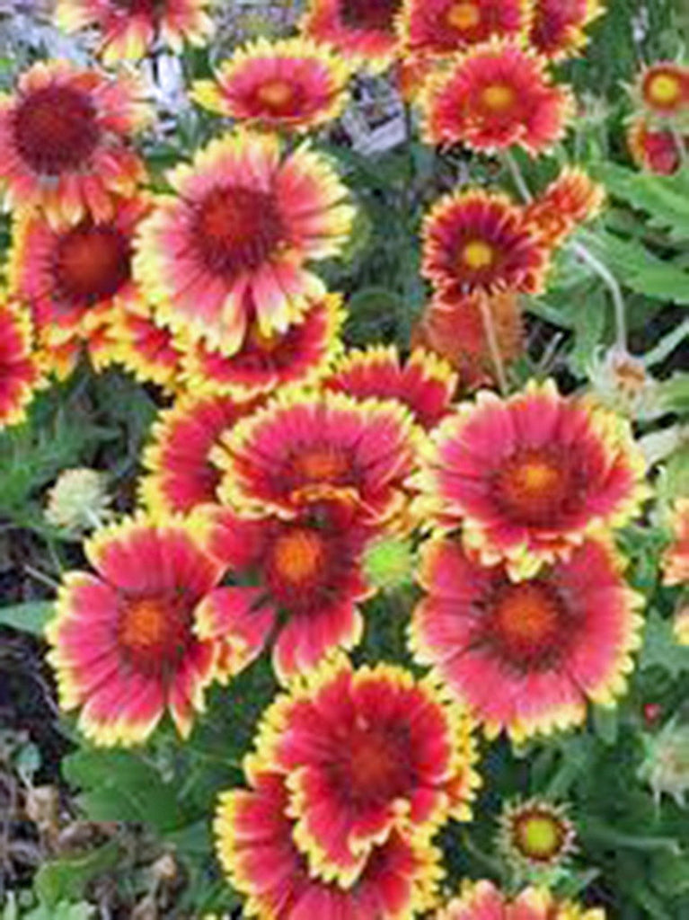 gaillardia flower seeds Gaillardia Blanket Flower ,Seeds Seeds Organic, Beautiful Bright Large