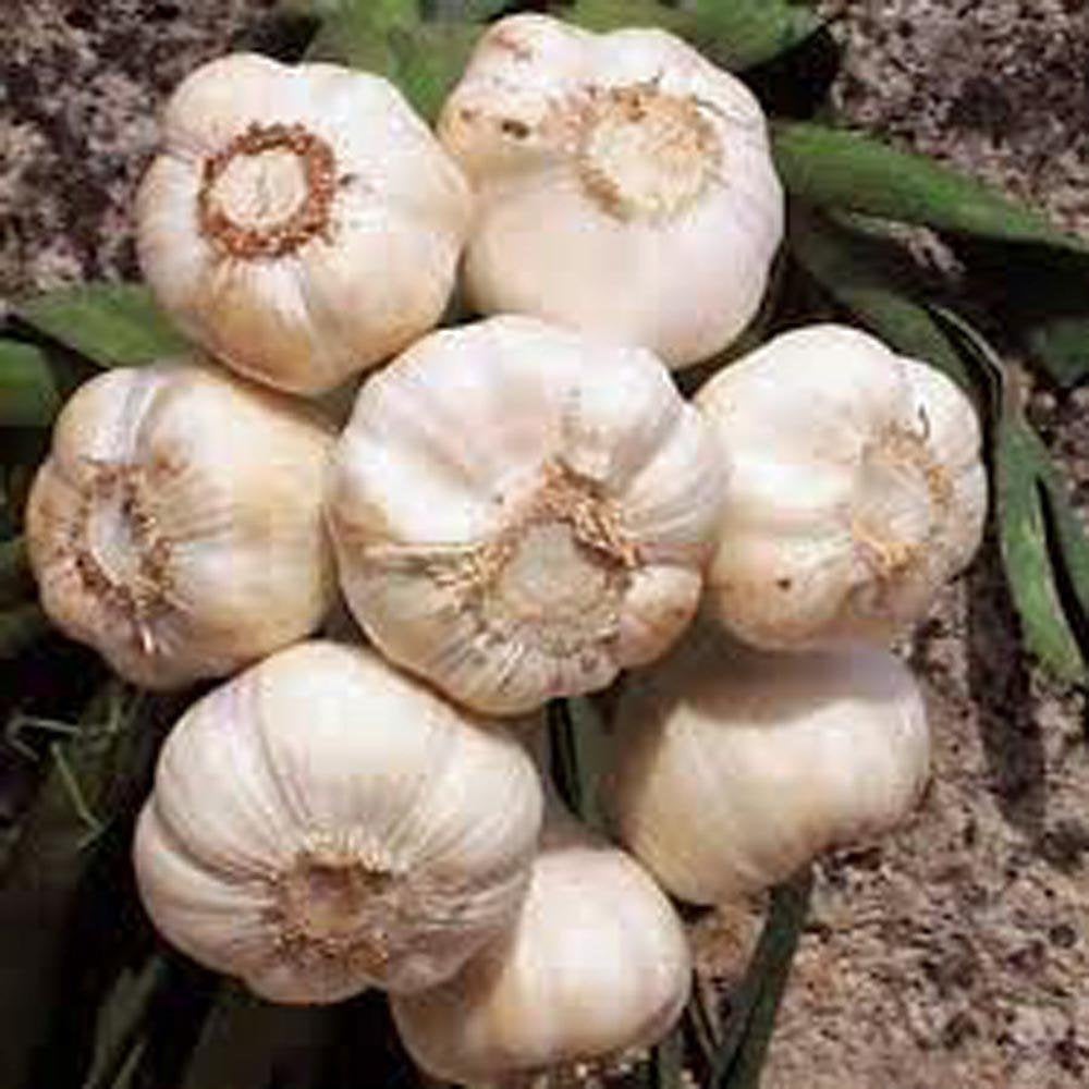 Garlic Bulbs , Whole Fresh California Softneck Garlic Bulb Sold By The Bulb.   Garlic For Planting And Growing Your Own Garlic. This Garlic